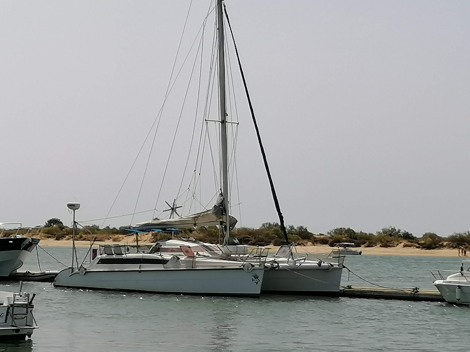 Edelcat photo 11