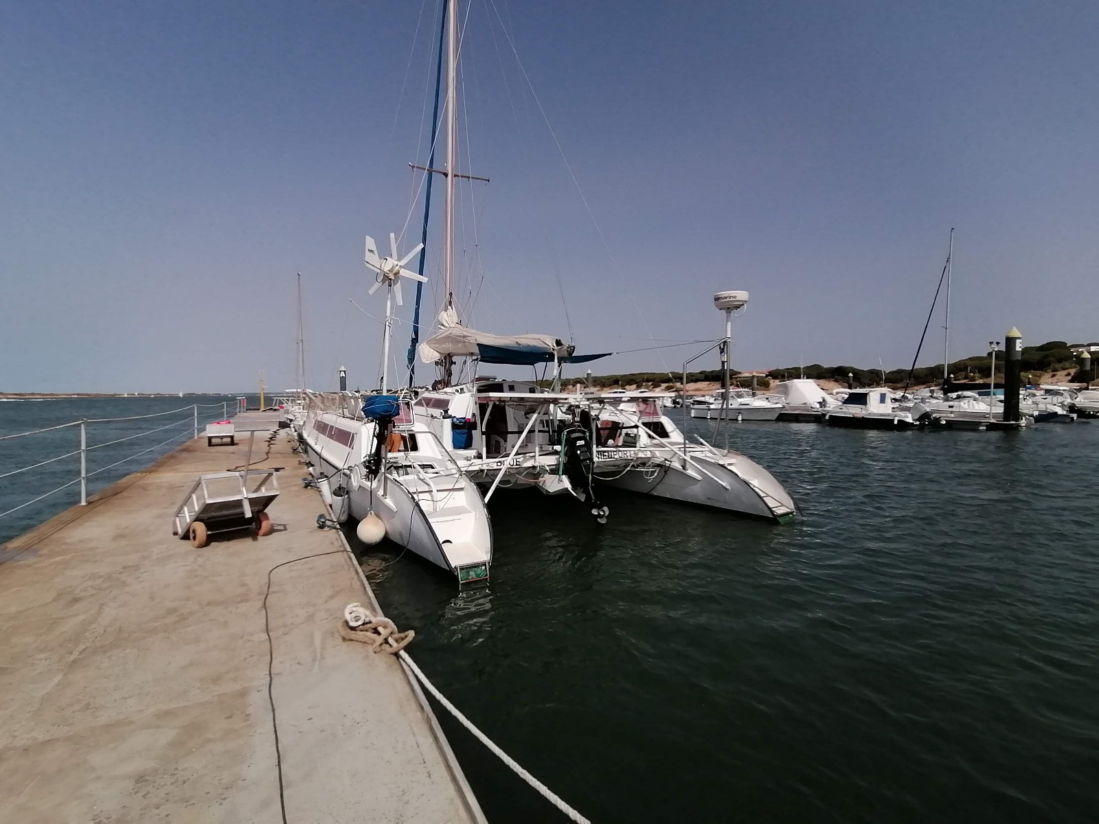 Edelcat photo 6